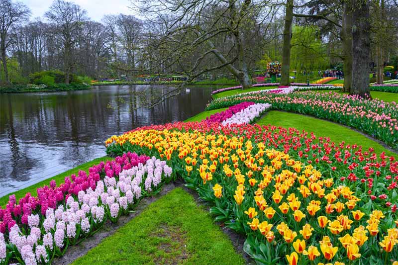 باغ کوکنهاف در آمستردام